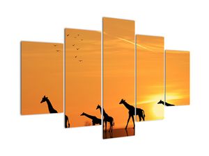 Modern kép - zsiráfok