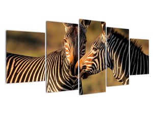 Kép - zebra