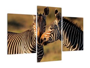 Kép - zebra