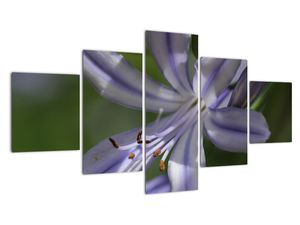 Modern kép - makró