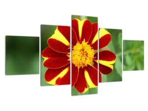 Modern kép - makró