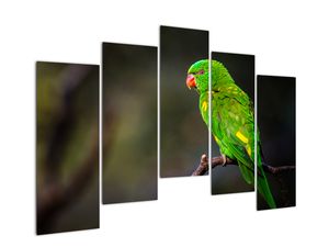 Modern kép - állatok