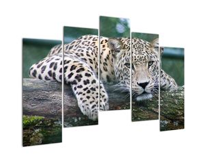 Modern kép - állatok