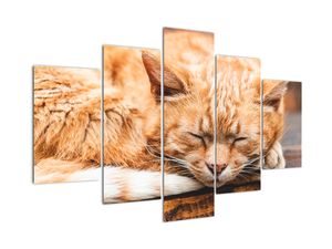 Modern kép - állatok