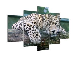 Modern kép - állatok