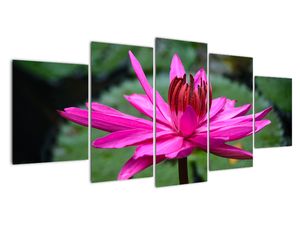 Modern kép - makró