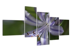 Modern kép - makró