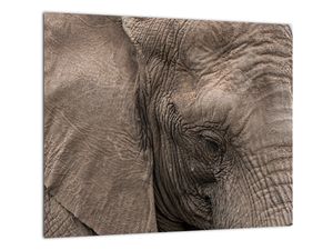 Modern kép - állatok