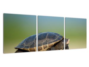 Vászonkép