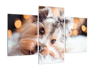 Modern kép - állatok