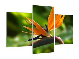 Modern kép - makró