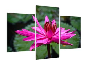 Modern kép - makró